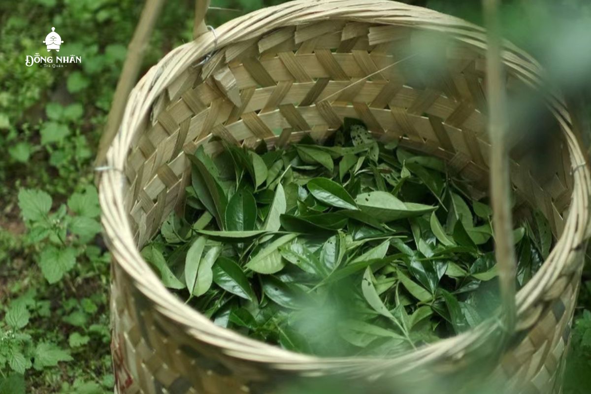 NGUỒN GỐC CÂY TRÀ ĐẠI HỒNG BÀO