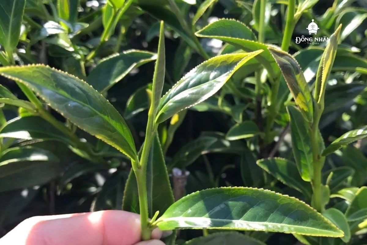 GIỐNG TRÀ THANH TÂM Ô LONG - NGUYÊN LIỆU LÀM NÊN NHIỀU LOẠI TRÀ