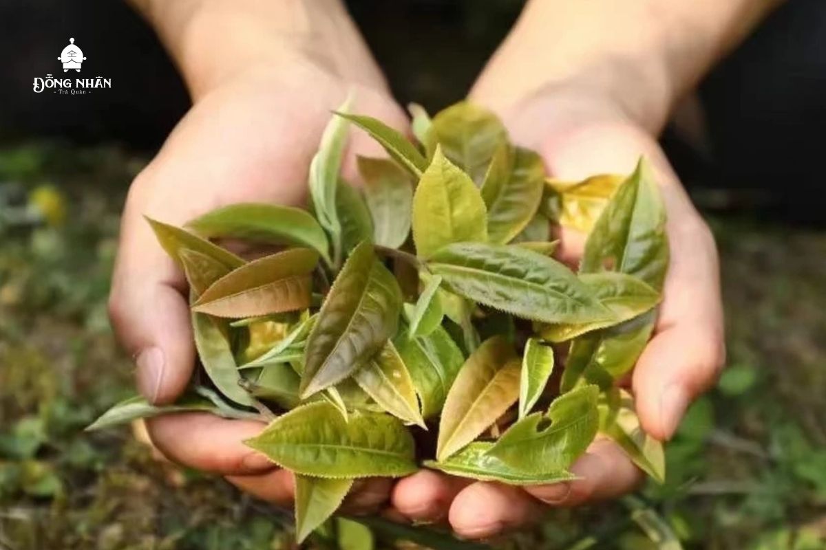 MÙA THU KỂ CHUYỆN TRÀ THU